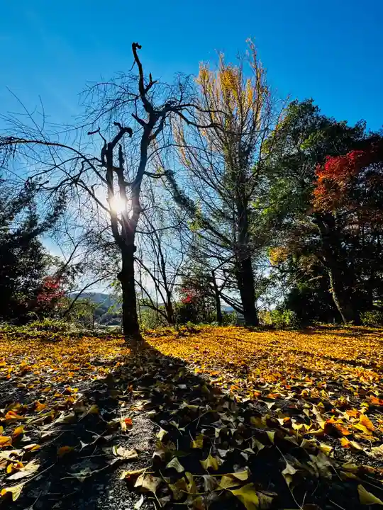 安国寺(京都府)