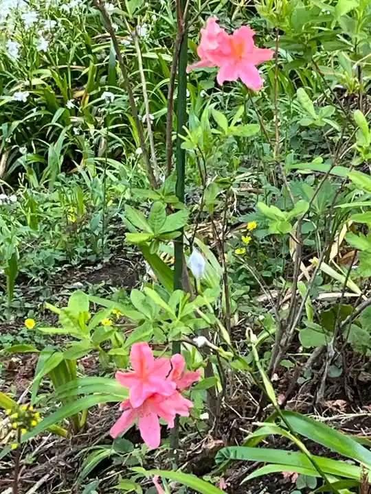 妙義神社の自然