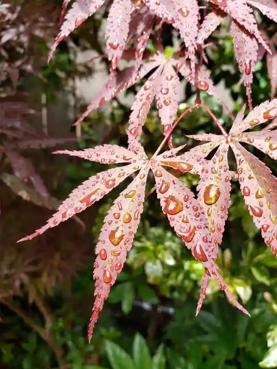 東京大神宮(東京都)