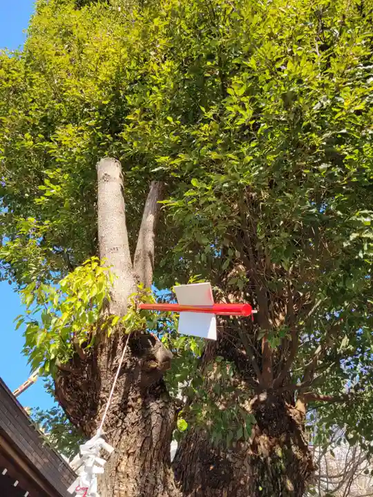三輪神社の自然