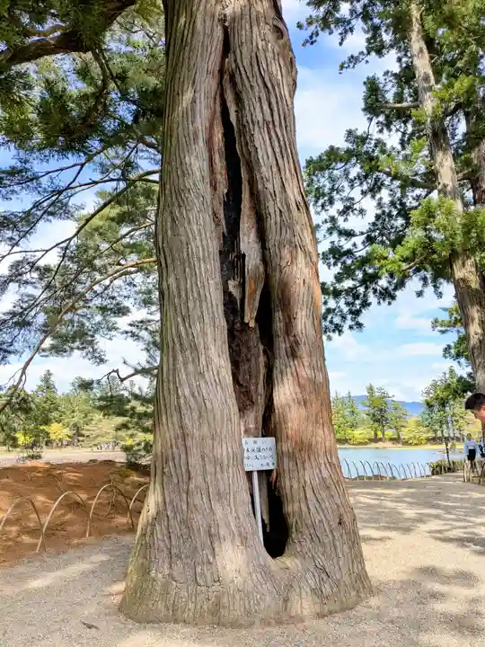 毛越寺(岩手県)