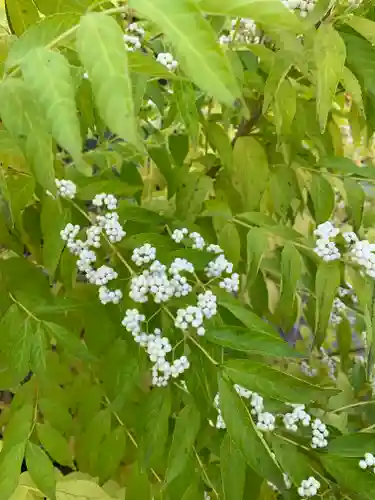 安楽院薬師寺(福島県)