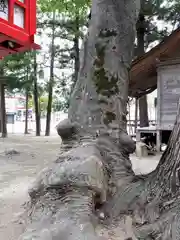 熊野神社の自然