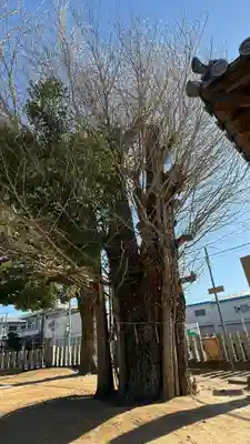 八幡神社(徳島県)