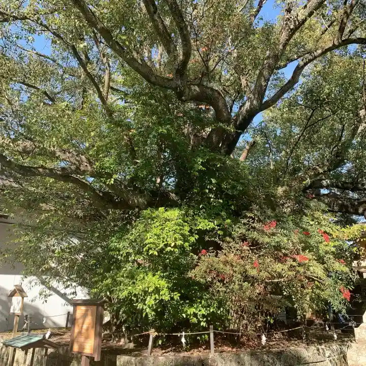 闘鶏神社(和歌山県)