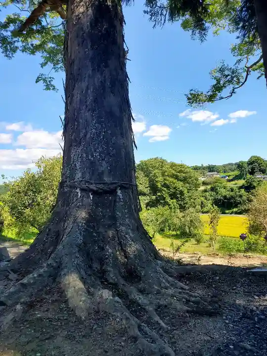 阿久津「田村神社」(郡山市阿久津町)旧社名:伊豆箱根三嶋三社の景色