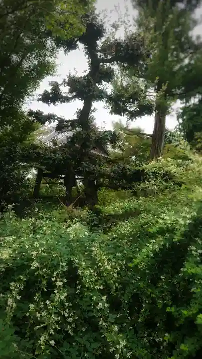 圓光禅寺(円光寺)の景色