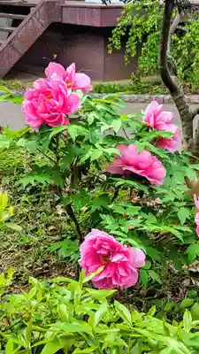 大宮・大原神社の自然