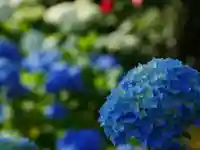 極楽山 浄土寺の自然