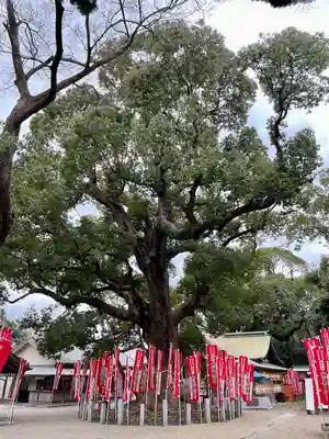 楠珺社(住吉大社末社)の自然