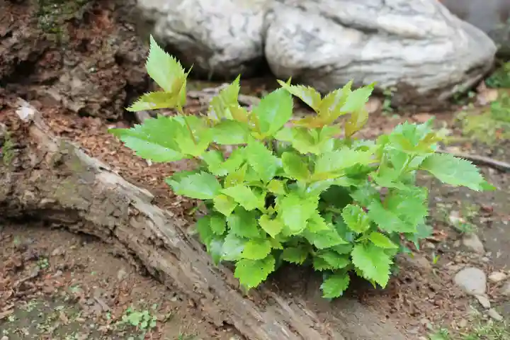 くまくま神社(導きの社 熊野町熊野神社)の自然