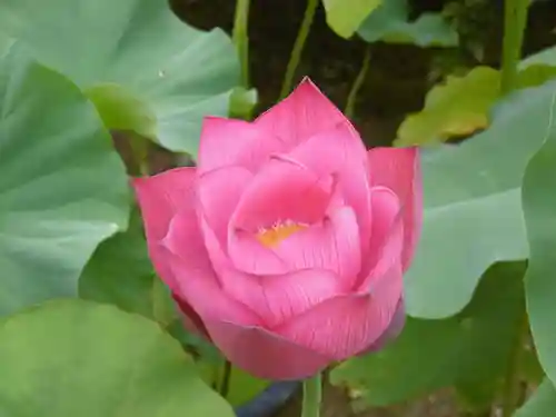 唐招提寺の自然