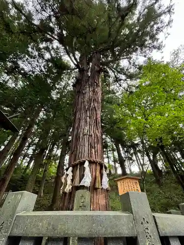 諏訪大社下社春宮の自然