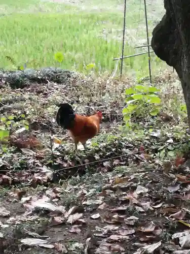 五所駒瀧神社の動物