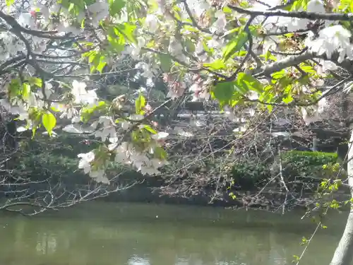 鶴岡八幡宮の自然
