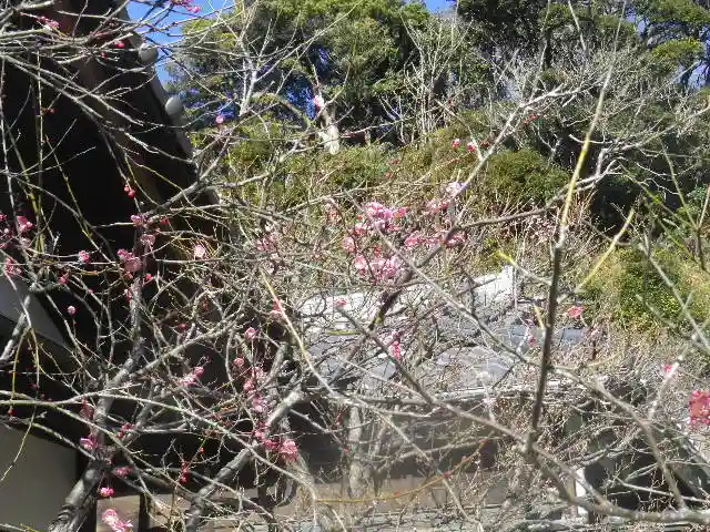 浄光明寺の自然