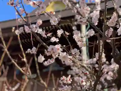 湯島天満宮の本殿・本堂