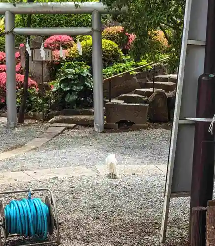 鎮守氷川神社の動物