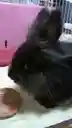 黒うささんのプロフィール画像