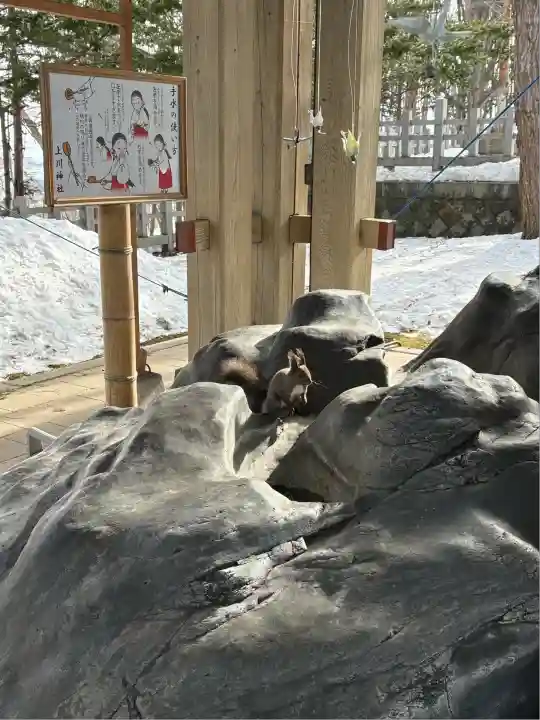 上川神社の動物