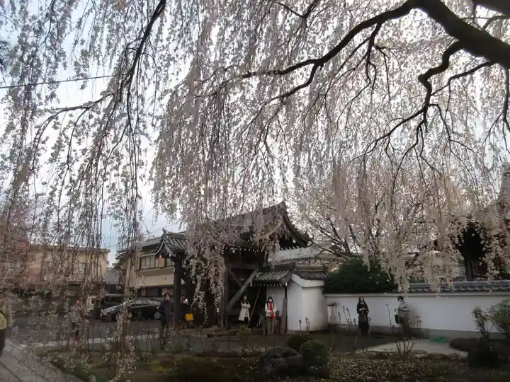 本満寺(本願満足寺)の自然