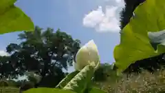 半木神社の庭園