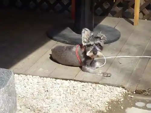 菊名神社の動物