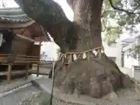 大神社の自然