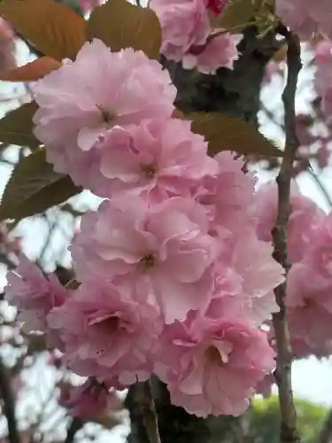 足立山妙見宮（御祖神社）の{uncategorized: "未分類", other: "その他", undefined: "問題あり", building: "その他建物", grave: "お墓", sacred_gate: "鳥居", guardian: "狛犬", statue: "像", buddha: "仏像", history: "歴史", nature: "自然", garden: "庭園", animal: "動物", pagoda: "塔", temizu: "手水舎", mountain_gate: "山門・神門", sanctuary: "本殿・本堂", subordinate: "末社・摂社", art: "芸術", scenery: "景色", jizo: "地蔵", ema: "絵馬", goshuin: "御朱印", omikuji: "おみくじ", items: "授与品その他", amulet: "お守り", goshuincho: "御朱印帳", eats: "食事", festival: "お祭り", votive_dance: "神楽", shichigosan: "七五三参", wedding: "結婚式", experience: "体験その他", initially: "初詣", around: "周辺", anti_infection: "感染症対策"}