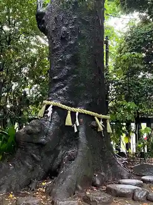 川越氷川神社(埼玉県)