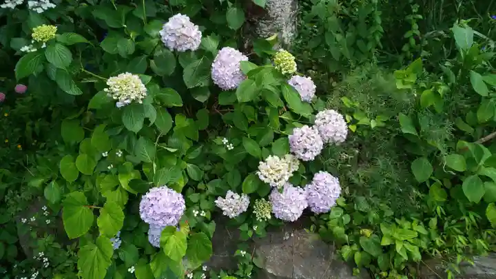 出雲大神宮の自然