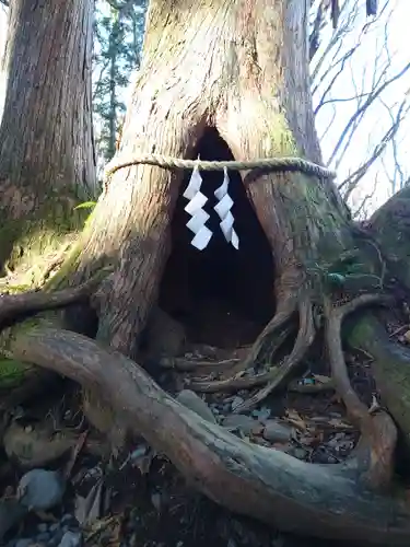 戸隠神社奥社の自然