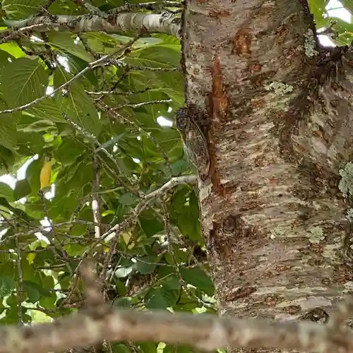 賀羅加波神社(広島県)