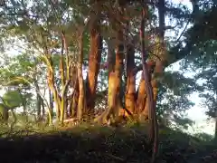 水神社の自然