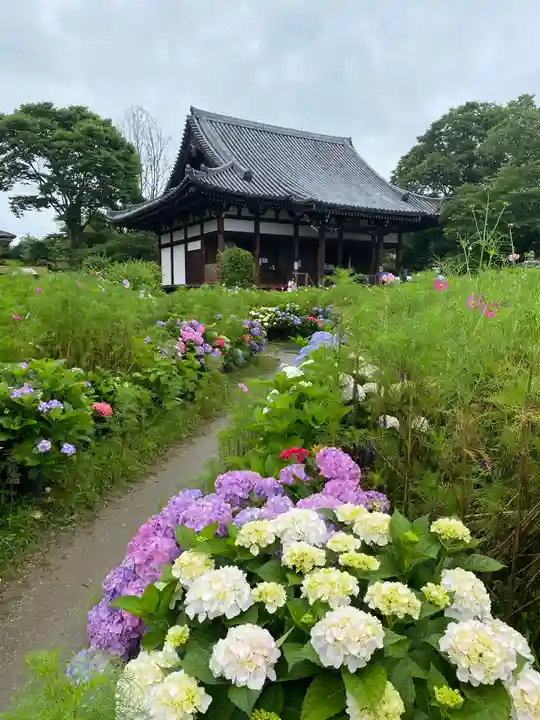 般若寺 ❁コスモス寺❁(奈良県)