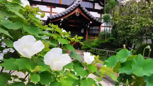 妙蓮寺の庭園