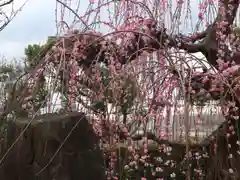 綱敷天満宮の自然