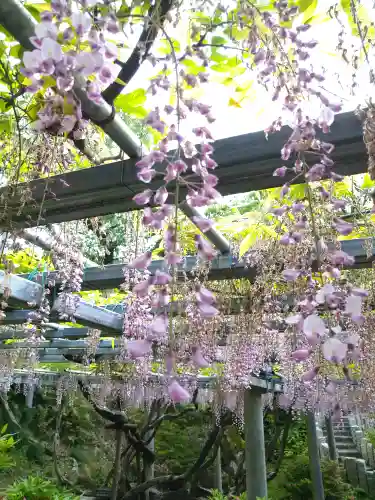 阿智神社の自然