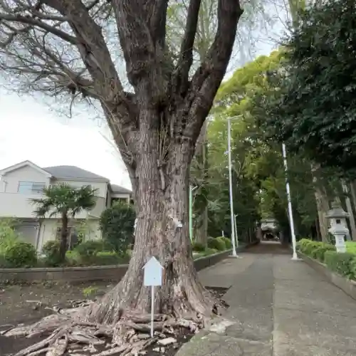 五社神社の{uncategorized: "未分類", other: "その他", undefined: "問題あり", building: "その他建物", grave: "お墓", sacred_gate: "鳥居", guardian: "狛犬", statue: "像", buddha: "仏像", history: "歴史", nature: "自然", garden: "庭園", animal: "動物", pagoda: "塔", temizu: "手水舎", mountain_gate: "山門・神門", sanctuary: "本殿・本堂", subordinate: "末社・摂社", art: "芸術", scenery: "景色", jizo: "地蔵", ema: "絵馬", goshuin: "御朱印", omikuji: "おみくじ", items: "授与品その他", amulet: "お守り", goshuincho: "御朱印帳", eats: "食事", festival: "お祭り", votive_dance: "神楽", shichigosan: "七五三参", wedding: "結婚式", experience: "体験その他", initially: "初詣", around: "周辺", anti_infection: "感染症対策"}