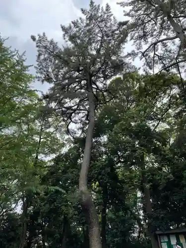世田谷八幡宮の自然