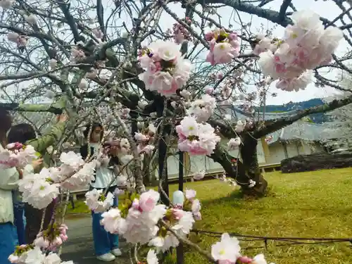 宝聚院(京都府)