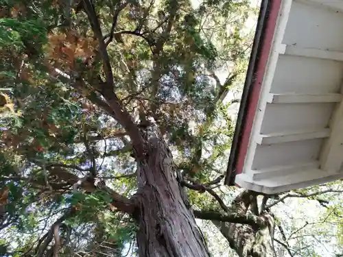 蛭子神社（大原町千代ヶ丸）の自然