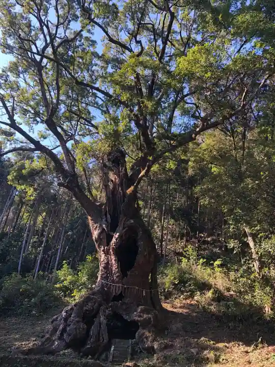 武雄神社の自然