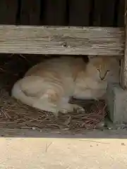 唐澤山神社の動物