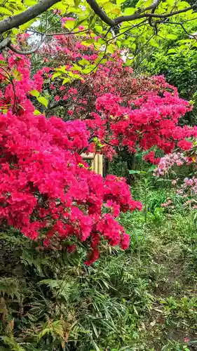 白金氷川神社の自然