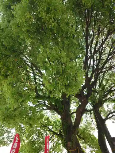 岩国白蛇神社(山口県)