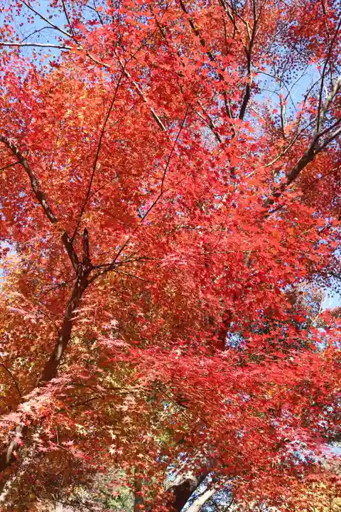 明王院(満願寺別院)の自然