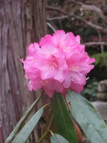 大原野神社の自然