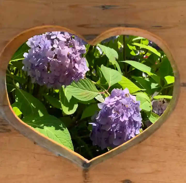 柳谷観音 楊谷寺の自然