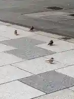 日枝神社の動物